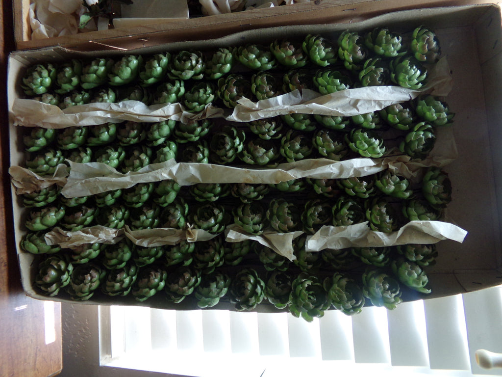 Hens & Chicks-Germany-still in original packing. Germany- on sale now for $2 each.