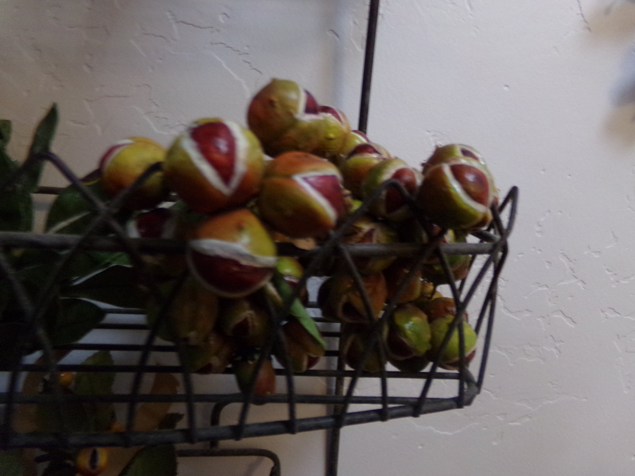 VINTAGE CHESNUTS-GERMANY GOOD CONDITION  NOW $10