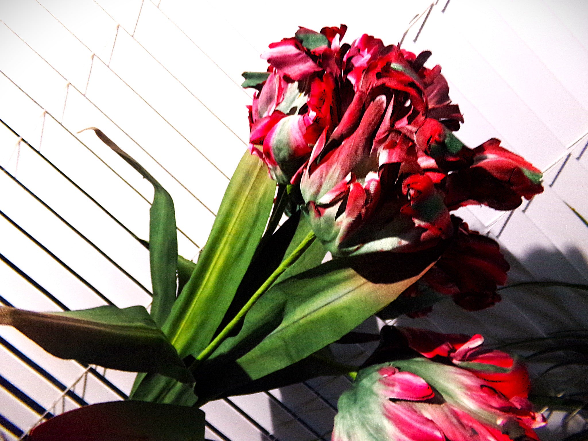 Vintage Burgandy/Green Parrot Tulip  Japan  was $7.95  now $4.95 a stem